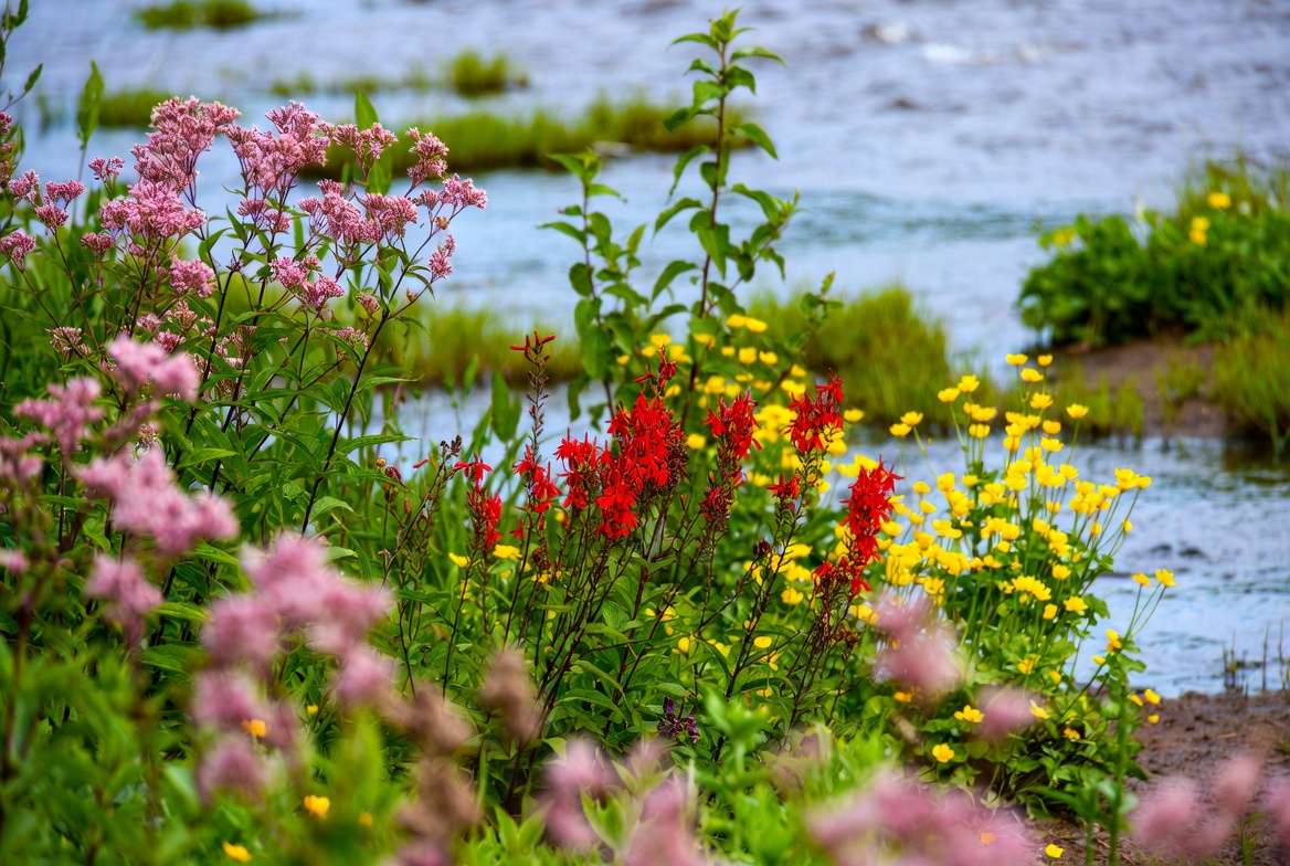 lowering riverside plants like Joe-Pye weed and cardinal flower in bloom