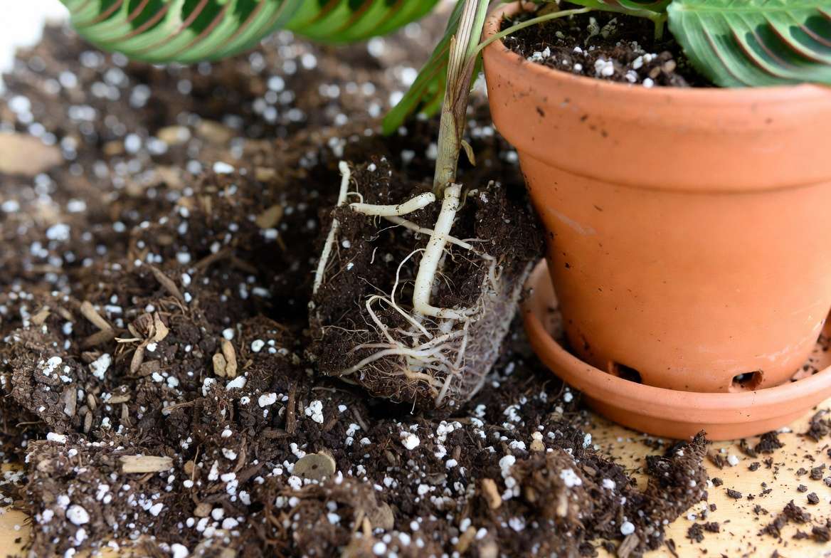 epotting Fishbone Prayer Plant in well-draining soil mix
