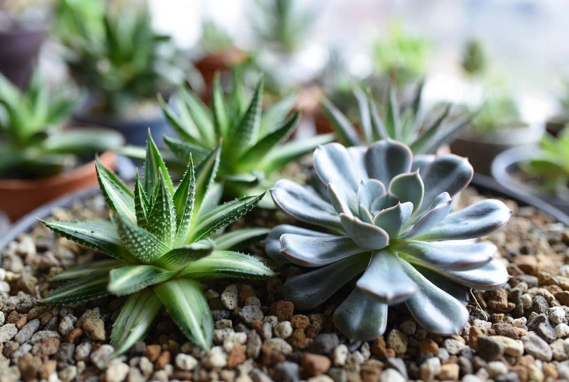 A healthy Zebra Haworthia and compact Echeveria succulent side-by-side, showcasing the best varieties for terrariums.