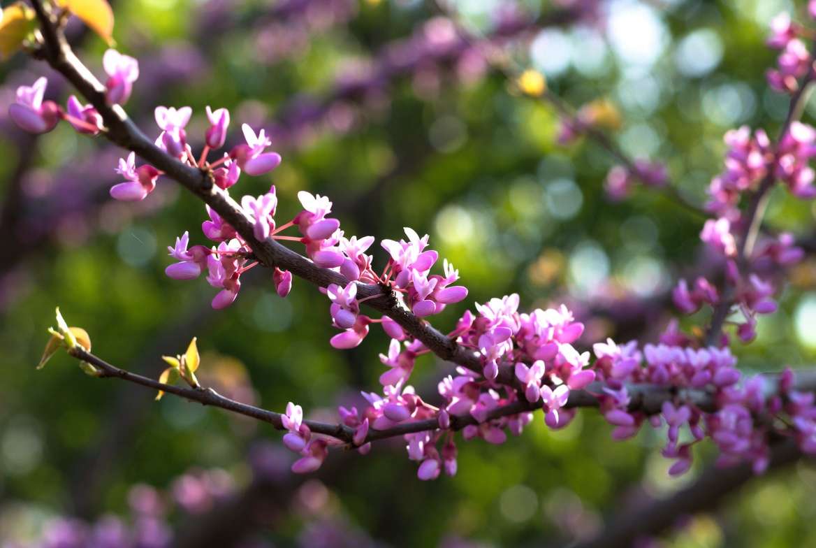Texas Redbud tree vibrant pink spring flowers and heart-shaped leaves close up