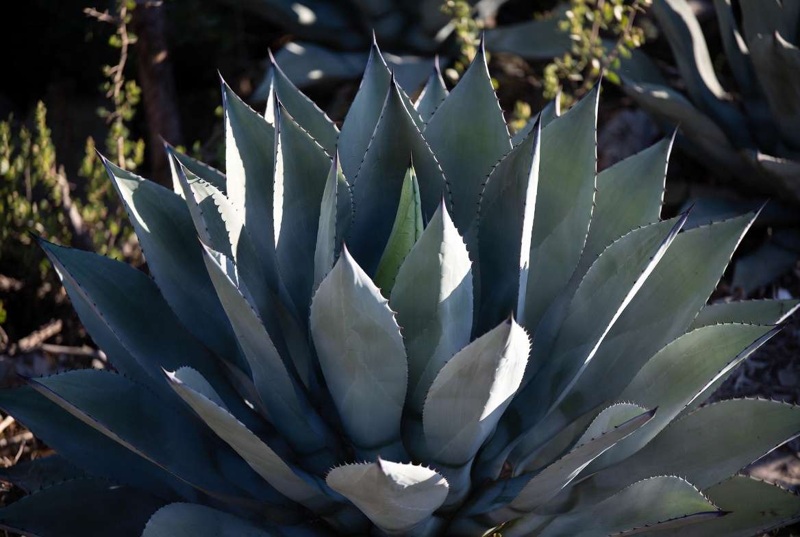 Blue agave plant showing its iconic blue-gray rosette leaves and architectural form