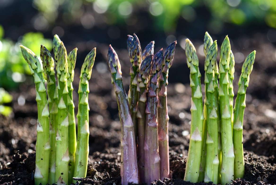 Different asparagus varieties including Jersey Knight and Purple Passion spears for garden planting