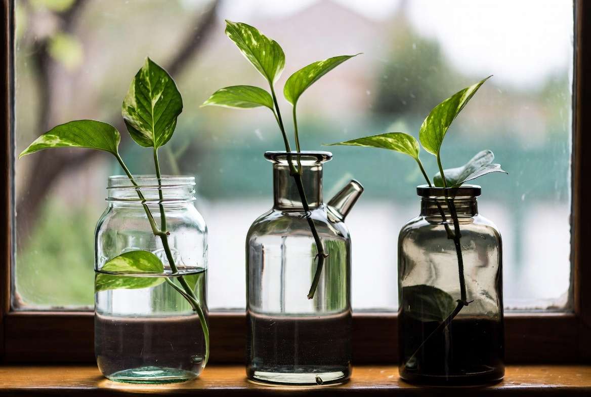 A comparison photograph of three glass jars—wide mouth mason jar, clear narrow neck bottle, and amber narrow neck bottle—demonstrating best vessels for supporting plant cuttings in water propagation.