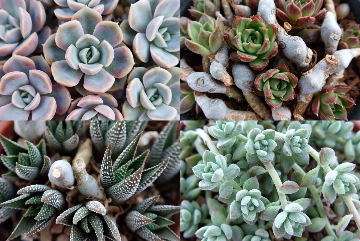 Visual guide of callused succulent cuttings: Echeveria rosettes, Sempervivum clusters, Haworthia texture, and Sedum spillers.