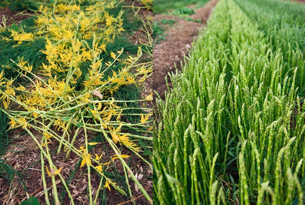 Common mistakes vs correct planting of asparagus seedlings comparison
