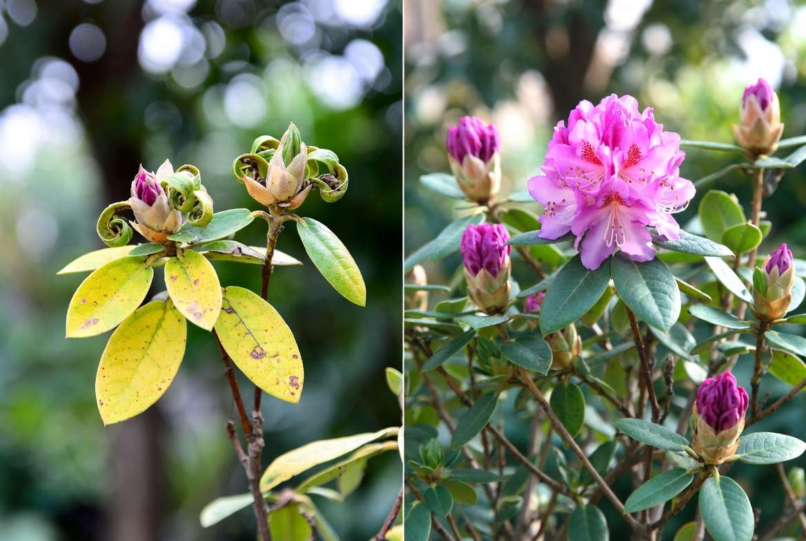 Common problems and solutions for miniature rhododendron plants care