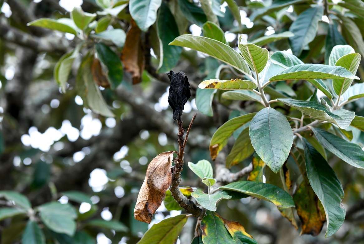 Close-up of loquat tree branch showing symptoms of Fire Blight disease, with blackened, shriveled leaves.
