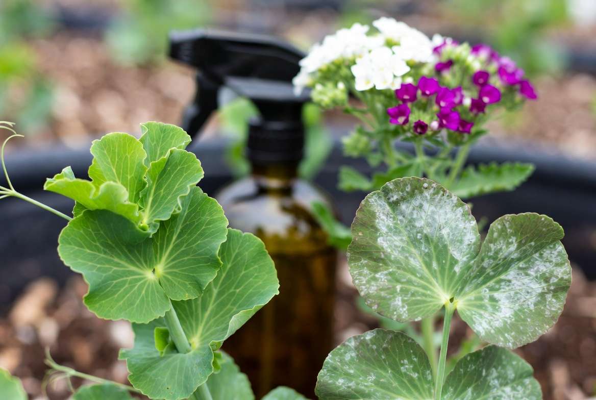 Identifying and treating common diseases on Sugar Daddy pea plants organically