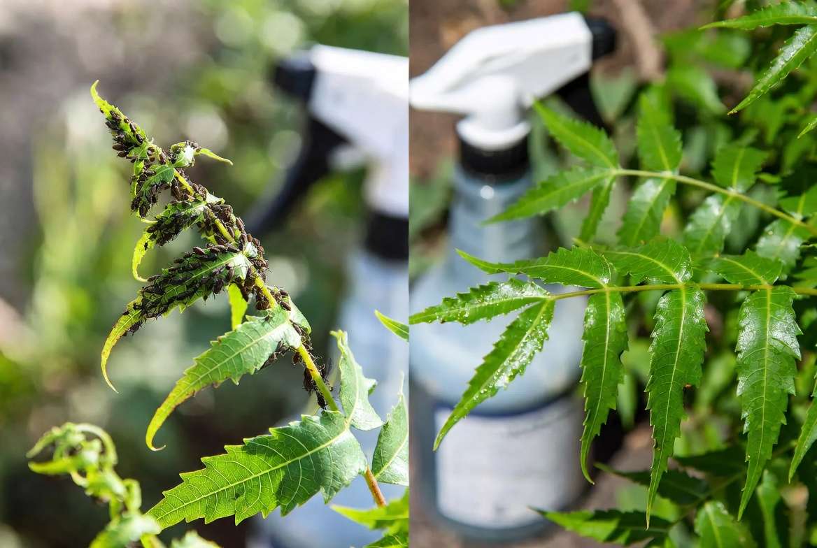 Neem leaves before and after organic pest treatment with neem oil"