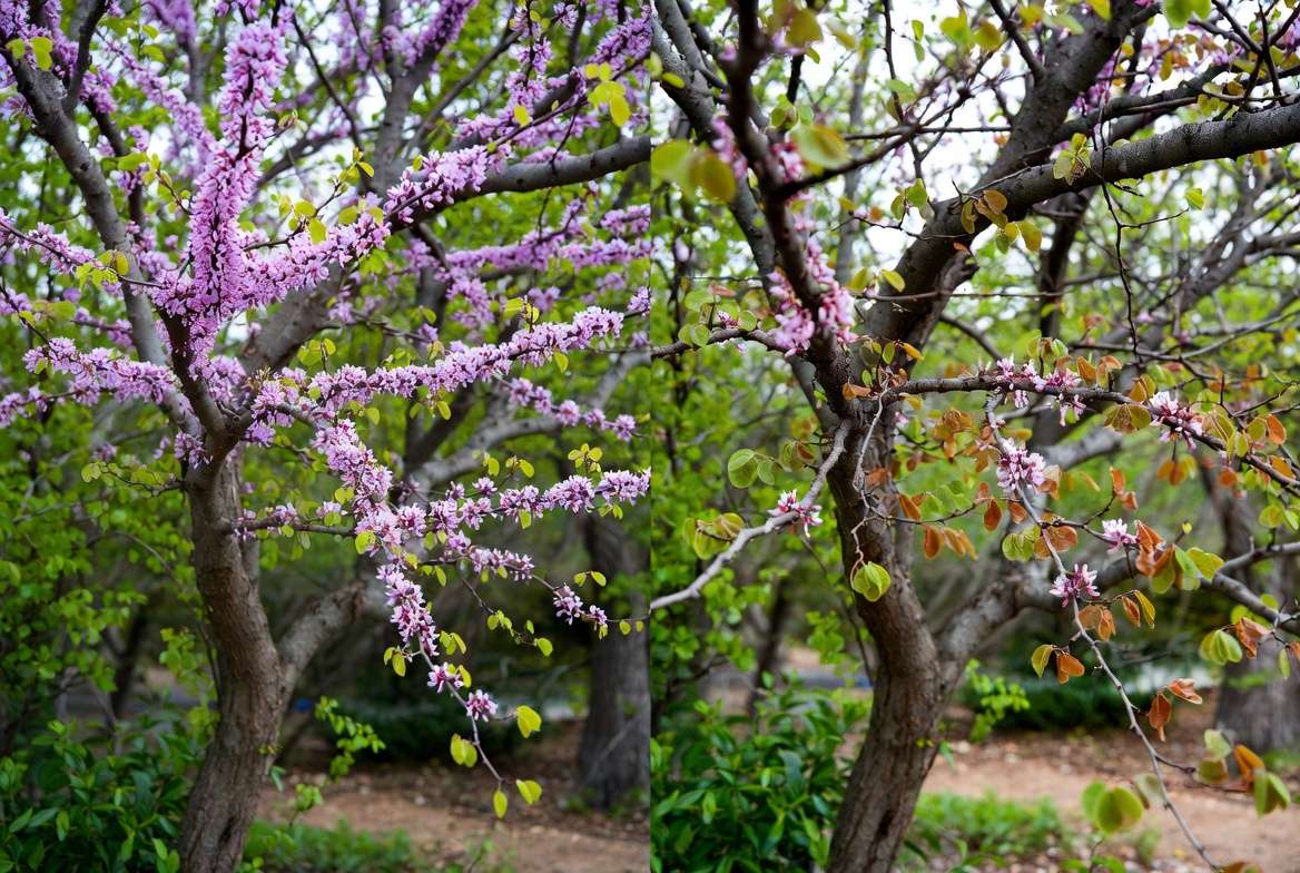 Common Texas Redbud tree problems leaf scorch versus healthy tree comparison