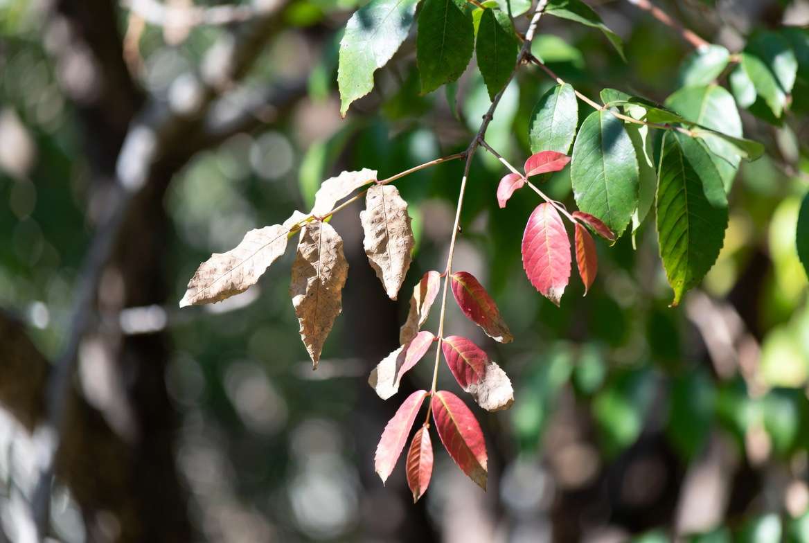 Common leaf problems and solutions for red leaf plants