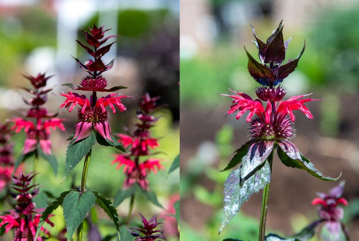Healthy red perennial plants versus common issues like powdery mildew with prevention tips