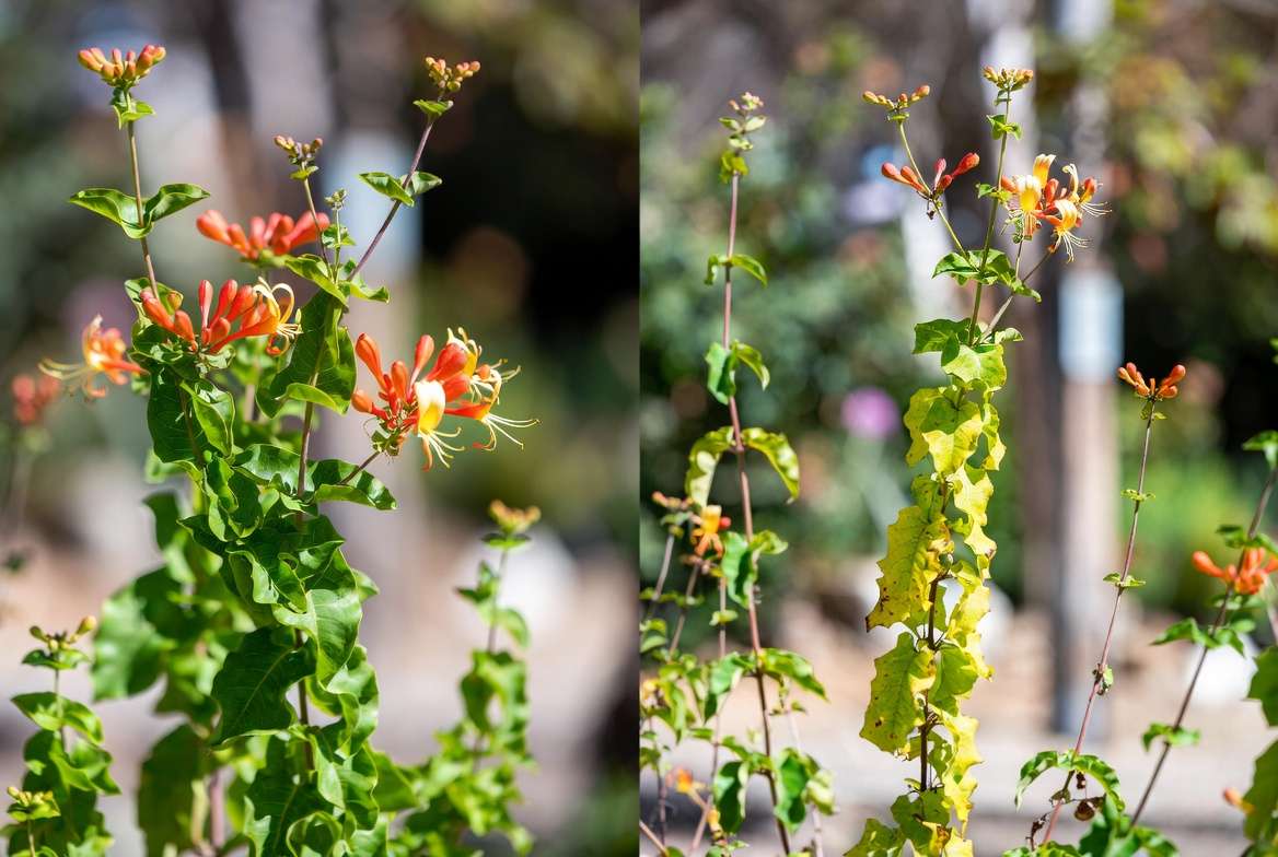 Healthy vs unhealthy Mexican honeysuckle plant showing common care