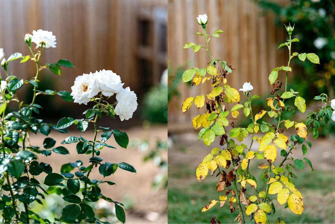 Healthy vs unhealthy white flowering plants comparison for garden care