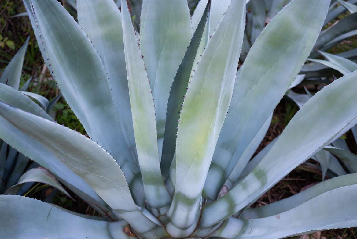 Identifying common problems like overwatering in blue agave plants