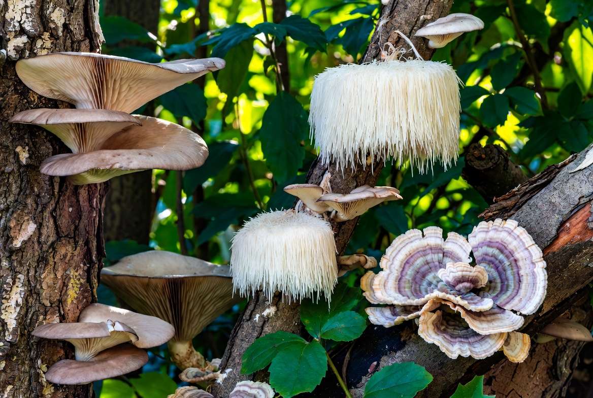 Mushrooms that grow on trees identification guide showing oyster, lion's mane, and turkey tail fungi on tree bark