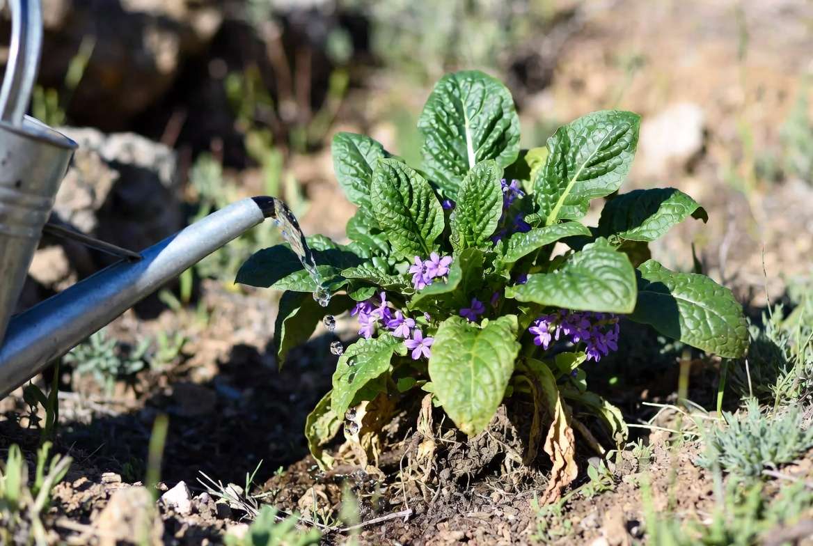 Watering a healthy growing mandrake plant in spring garden
