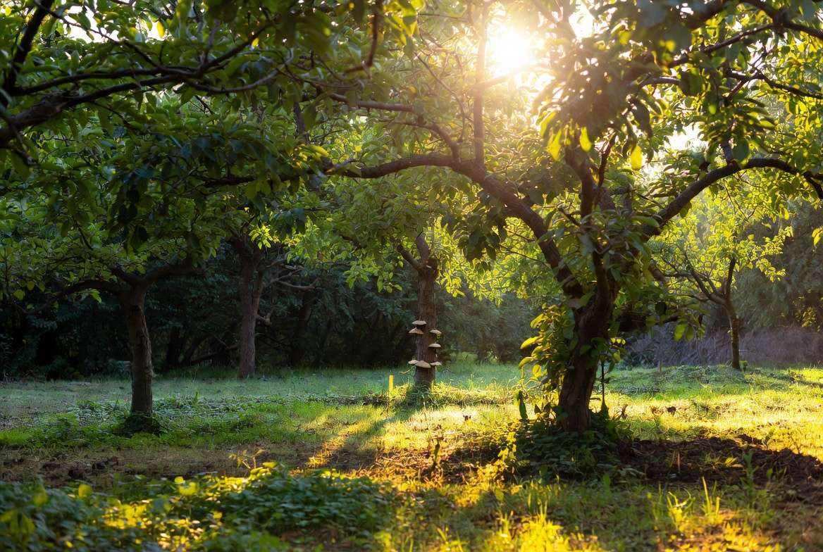Healthy garden trees with natural mushrooms that grow on trees in balanced ecosystem