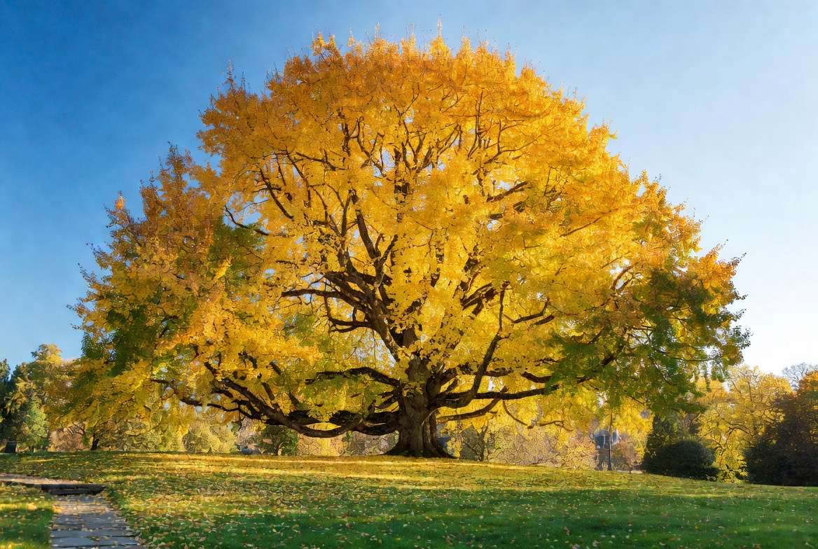A massive, ancient, majestic Ginkgo tree in full brilliant yellow autumn color on a historic estate lawn.