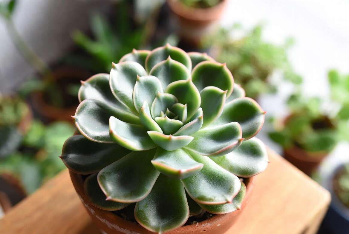 A beautiful, healthy, and thriving Echeveria succulent rosette completely free of pests and displaying vibrant color.