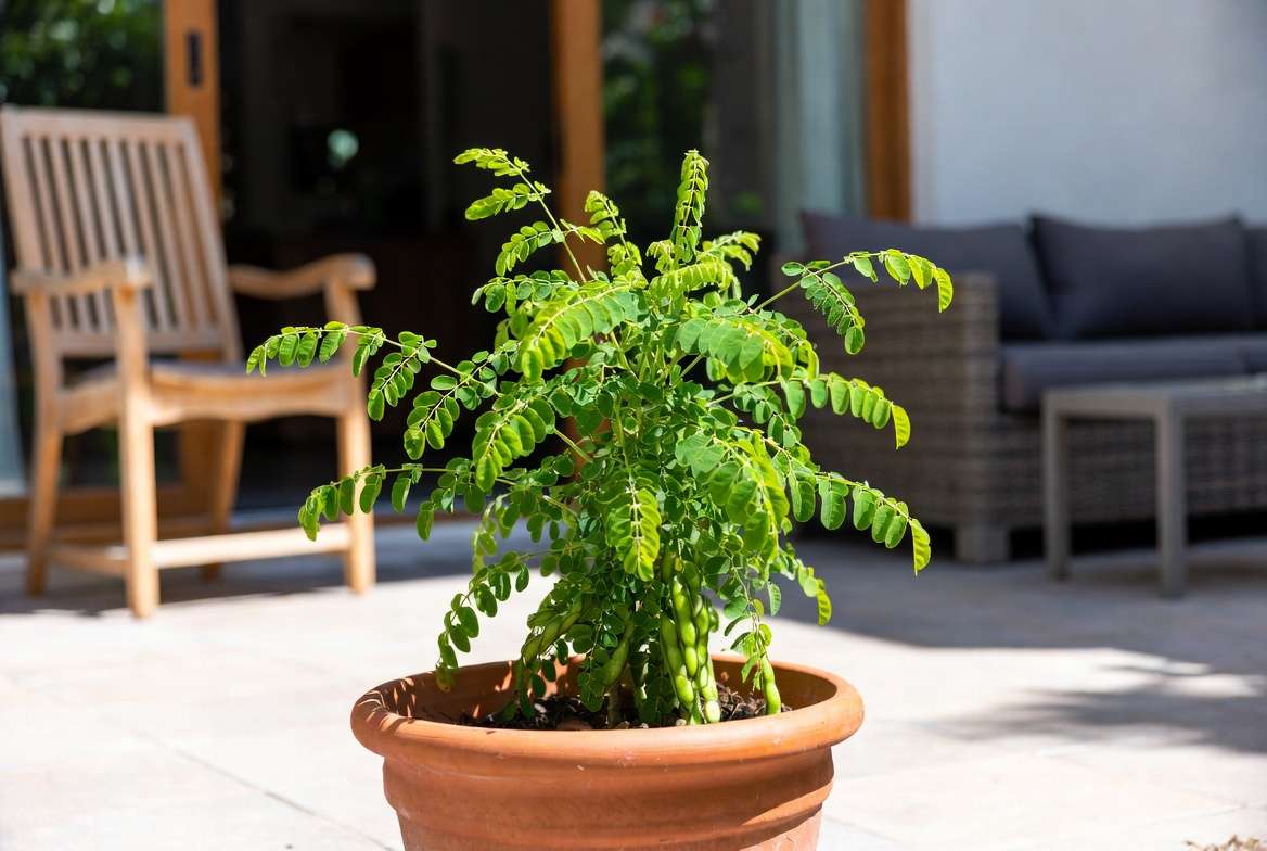 Moringa plant growing successfully in large container on patio