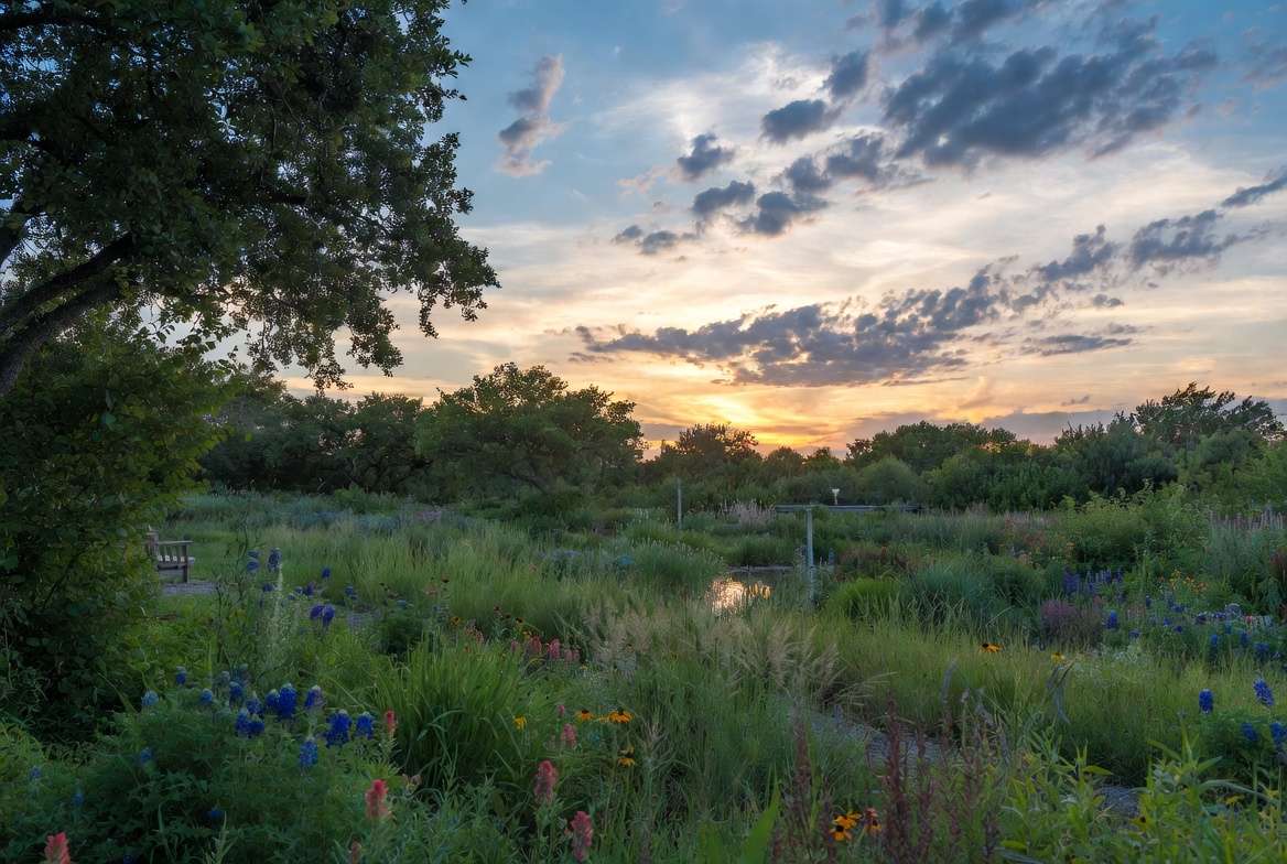 Beautiful thriving native Texas garden with safe plants and pollinator