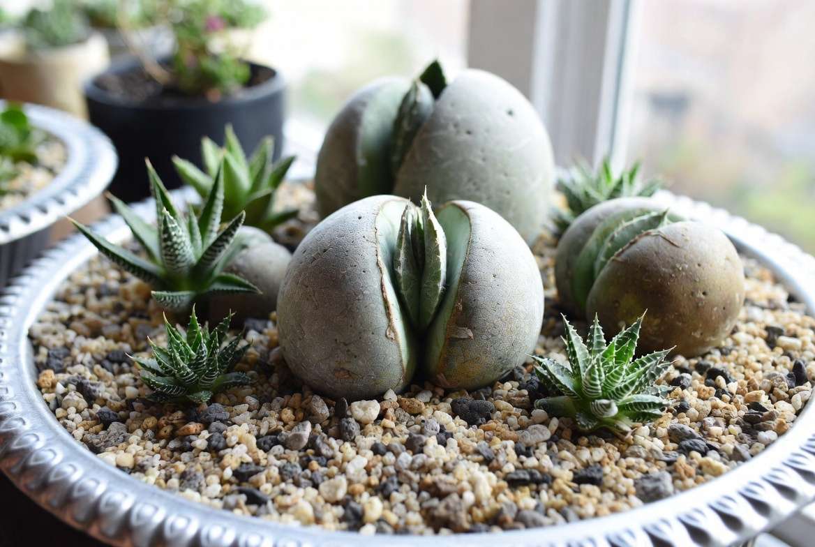Creative rock garden display with split rock plants and companions