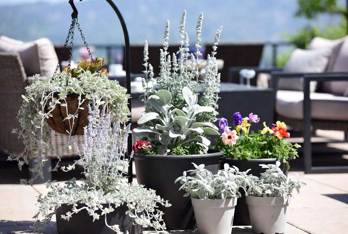 Creative container garden styling with silver plants on a sunny patio for beautiful outdoor design