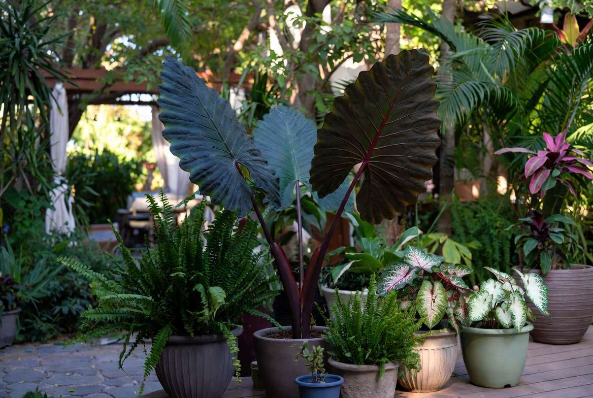 Creative landscaping ideas with Mojito Elephant Ear plant in garden design