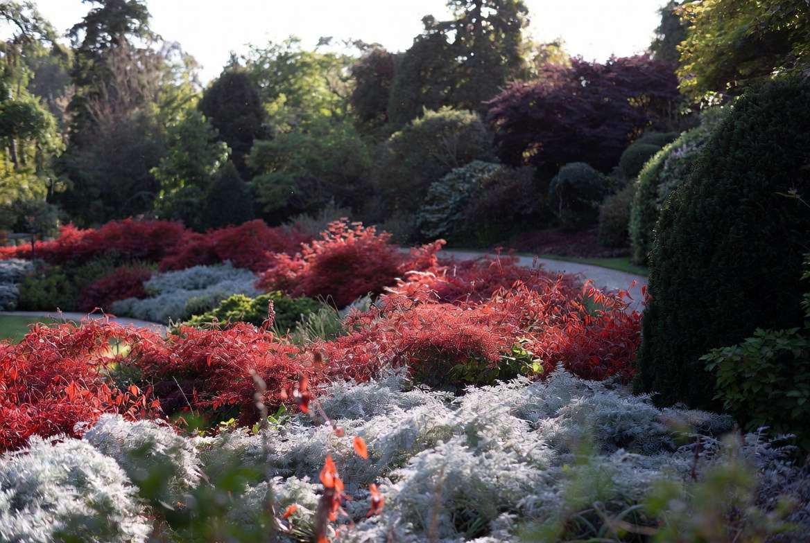 Creative garden design using red leaf plants for vibrant color