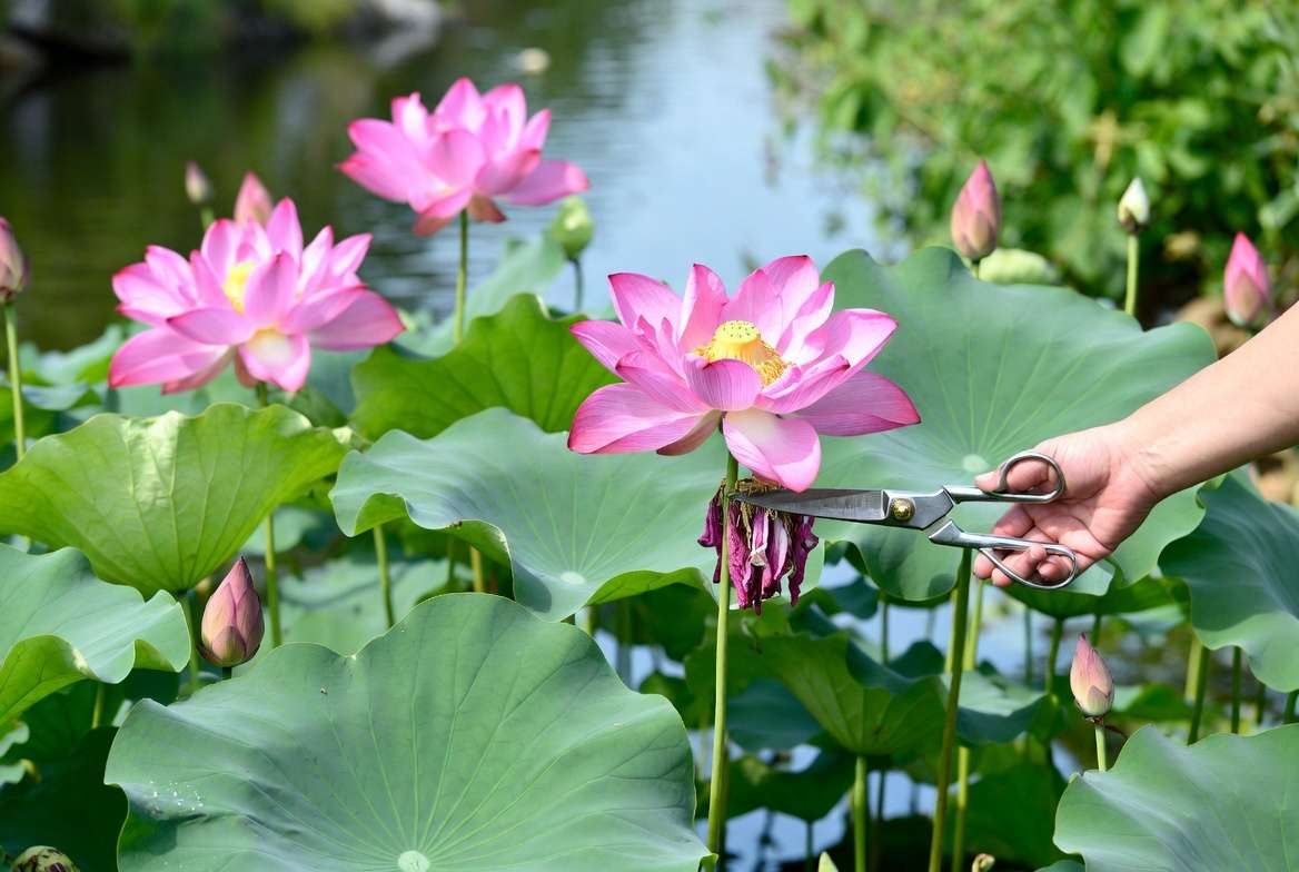 Lotus plant maintenance and pruning for healthy blooming