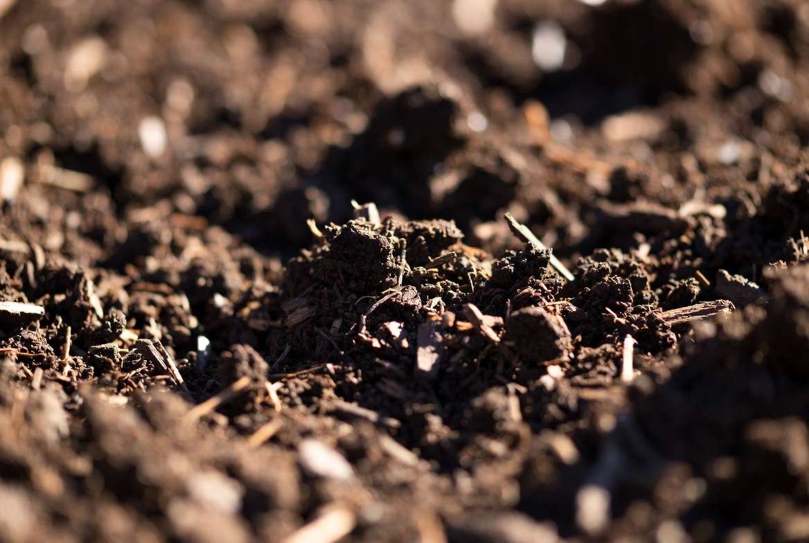 Rich organic garden soil prepared for planting a Mission fig tree