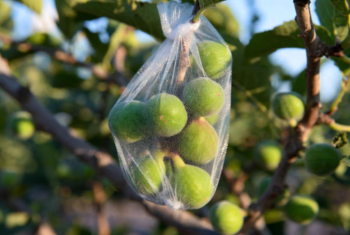 Protecting developing Mission figs on the tree from wildlife using a mesh bag