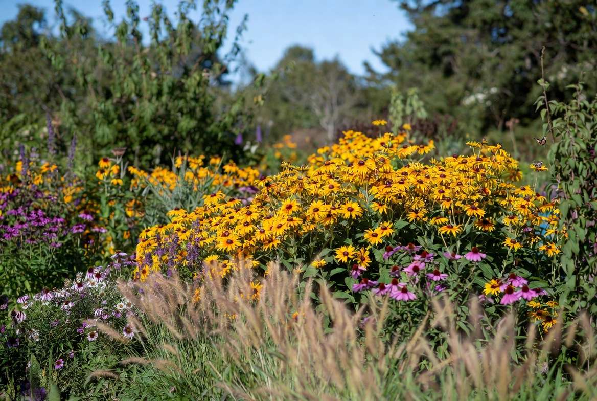 Rudbeckia Indian Summer plants in beautiful cottage garden border design