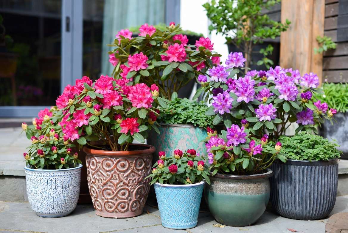 Creative design ideas using miniature rhododendron plants in small gardens and containers