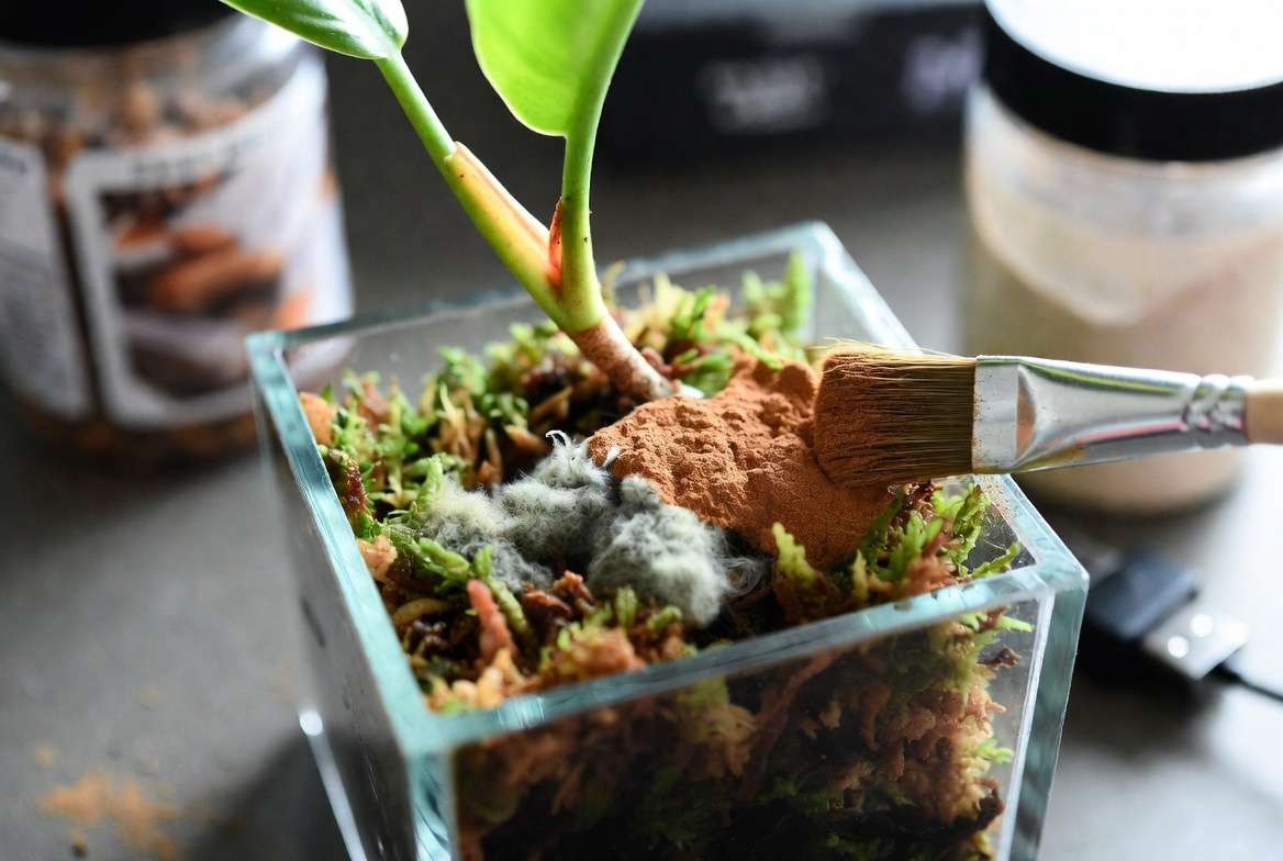 A gardener using a paintbrush to apply cinnamon as a natural fungicide on moldy sphagnum moss in a glass propagation box with good ventilation