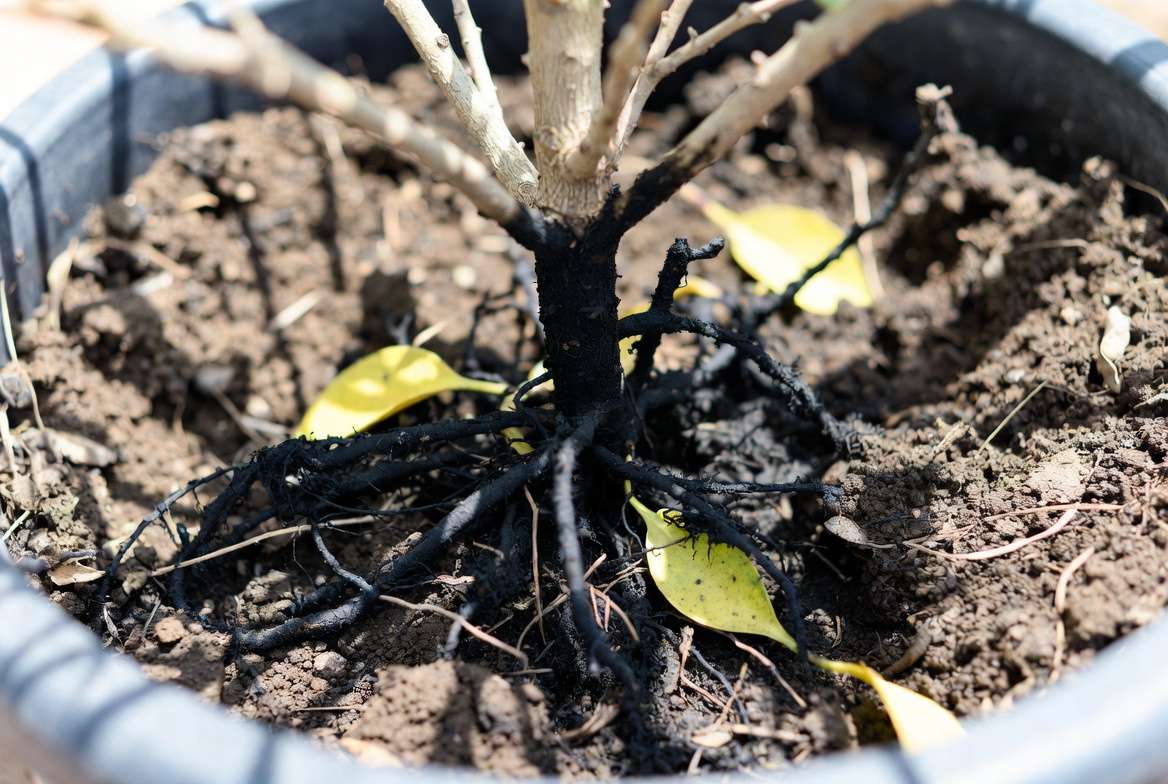 Visual symptoms of Phytophthora root rot on a finger lime tree, showing branch dieback and yellowing leaves.