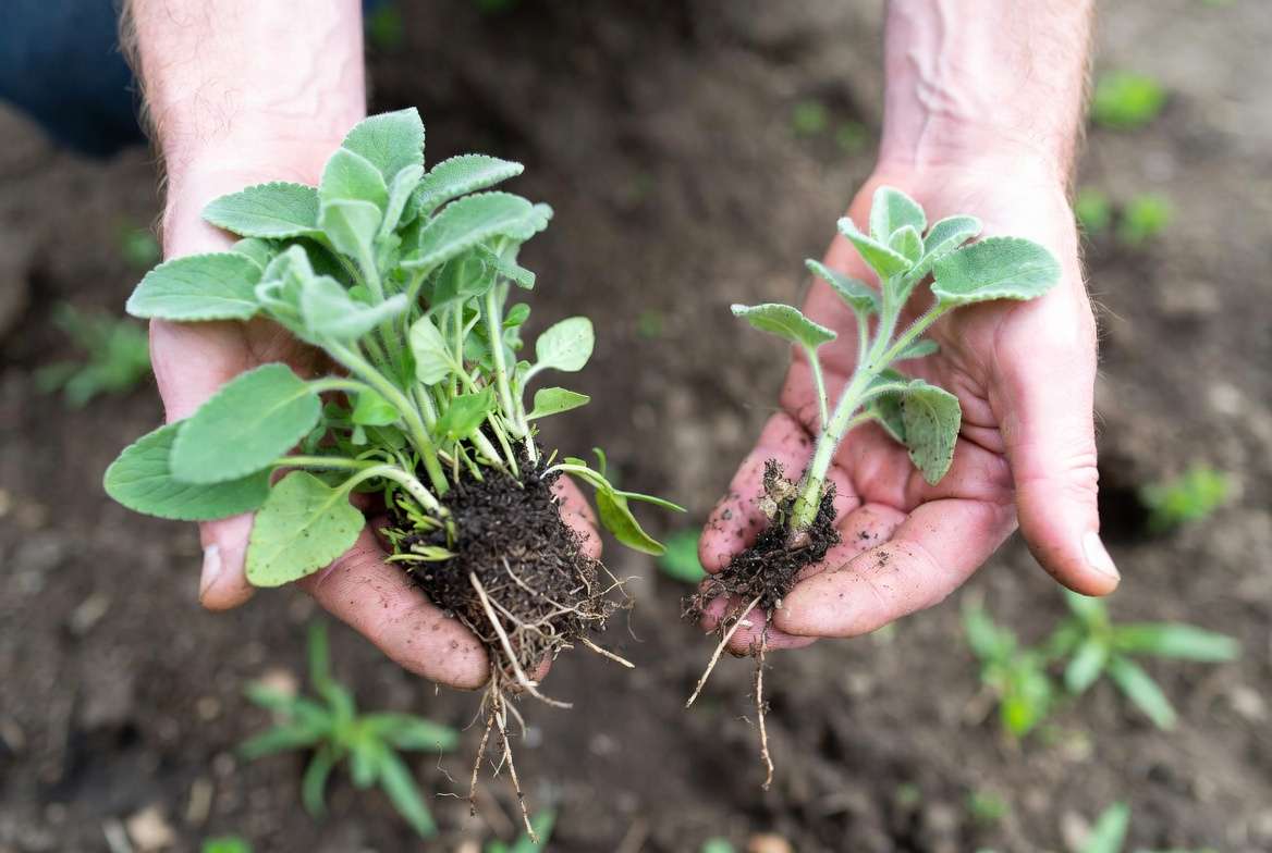 Dividing Stachys Hummelo perennial for propagation
