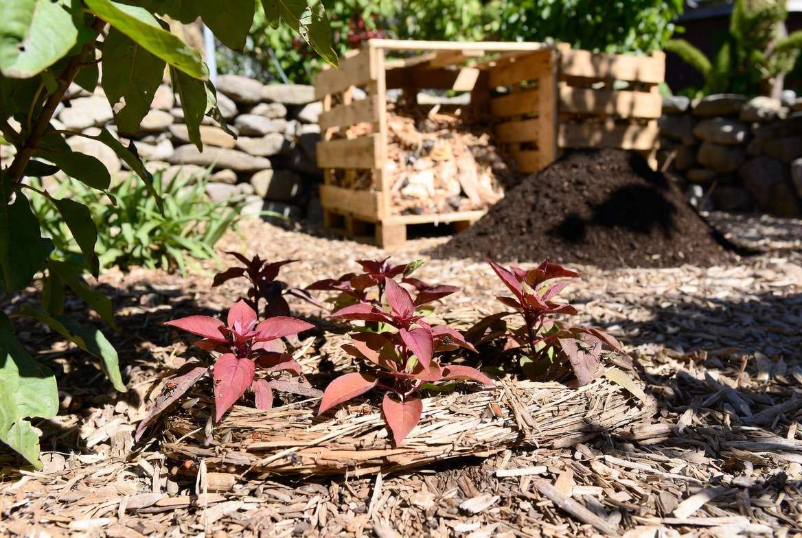 Sustainable and eco-friendly care for red leaf plants in garden