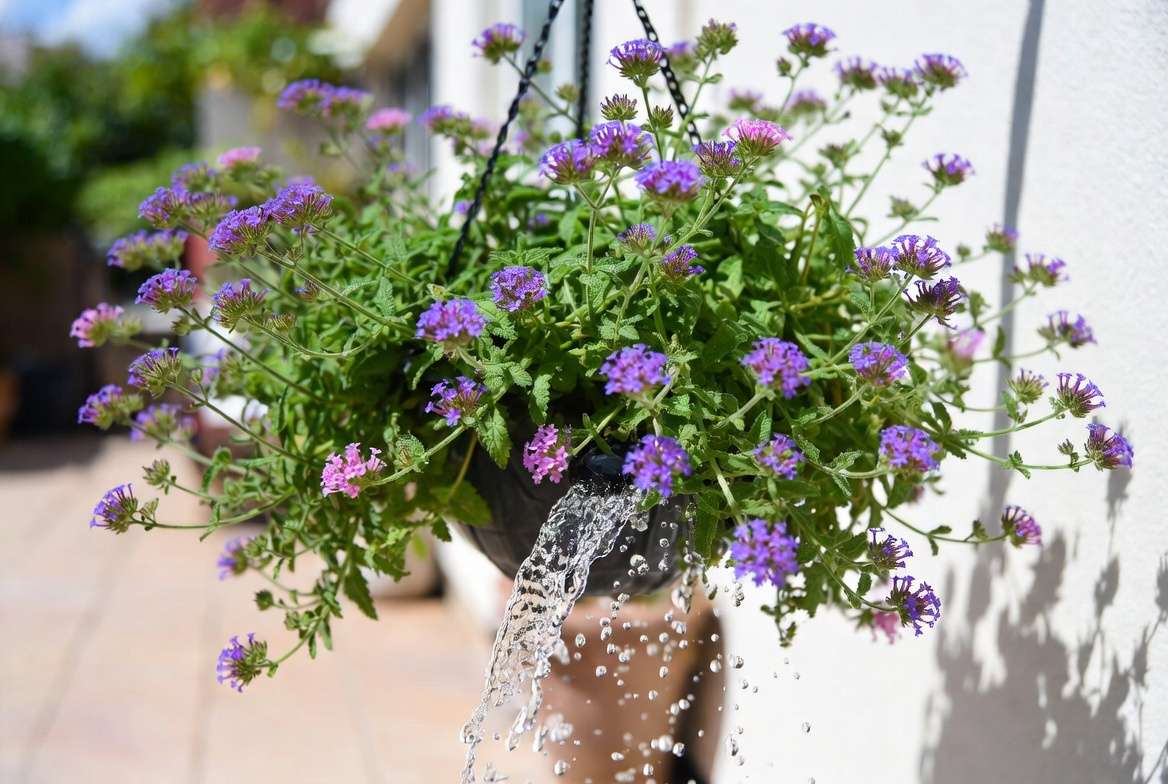 Watering trailing verbena plants in hanging basket for healthy growth
