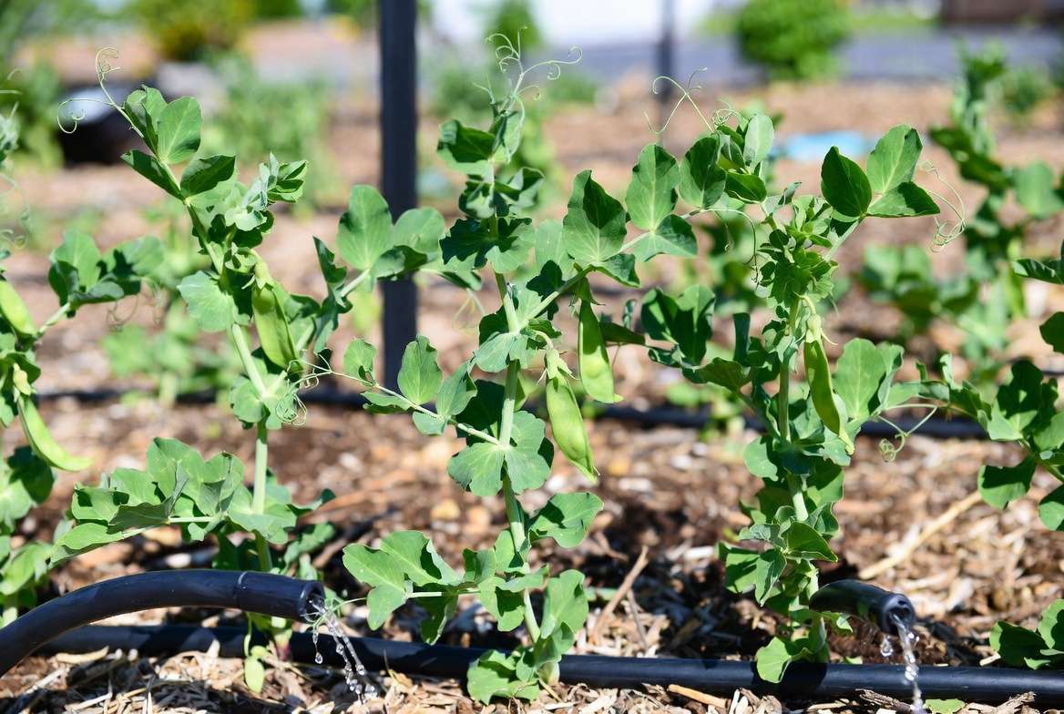 Proper watering and mulching care for thriving Sugar Daddy pea plants in the garden