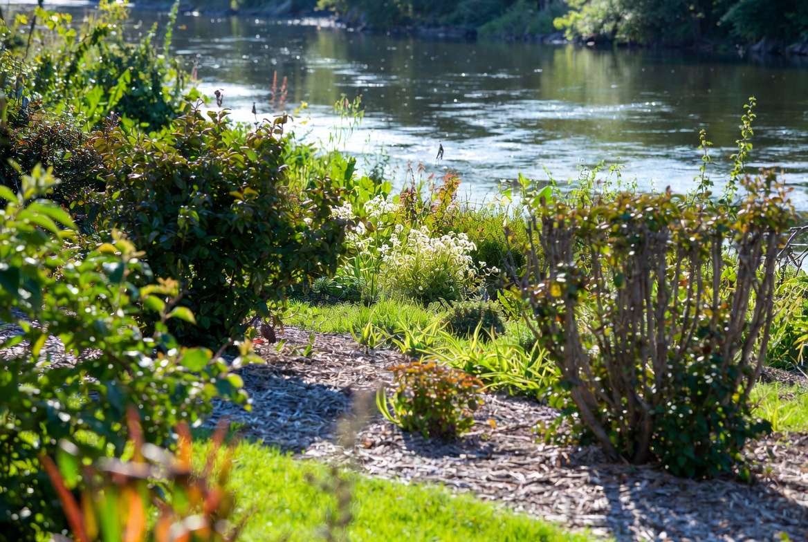 Healthy riverside plants with proper mulching and maintenance