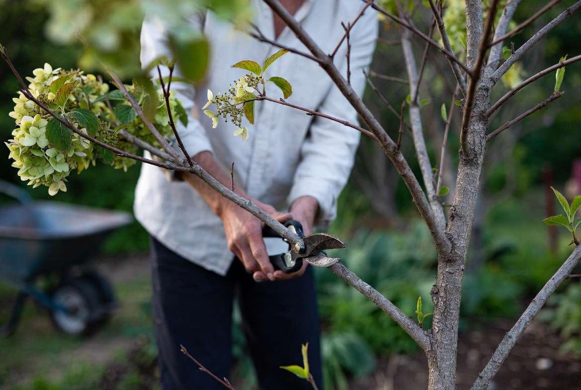 Proper pruning of a hydrangea tree to maintain attractive tree form and encourage blooming