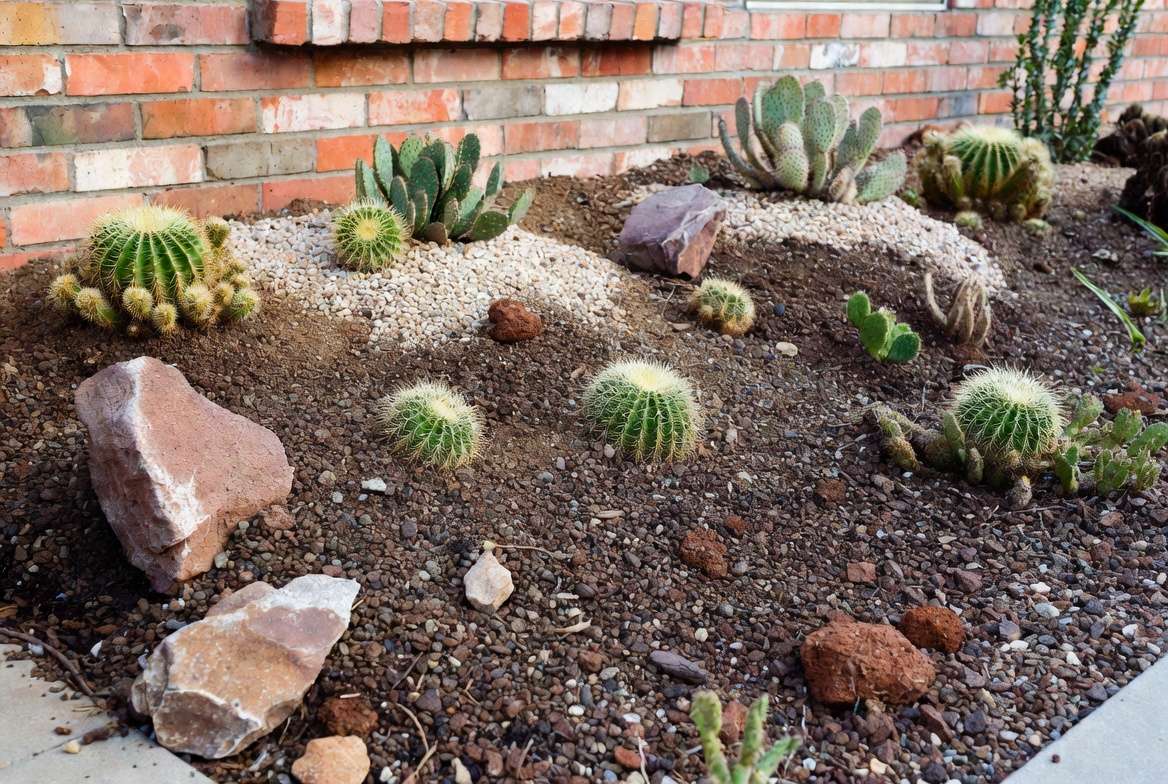 Landscaped raised garden bed against a south-facing brick wall, demonstrating proper soil drainage and microclimate for outdoor cold-climate cacti.
