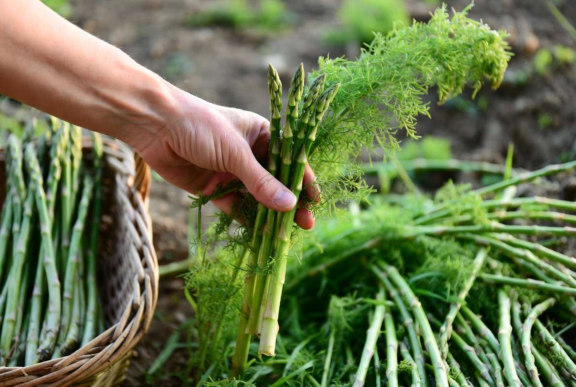 Harvesting fresh asparagus spears from home garden