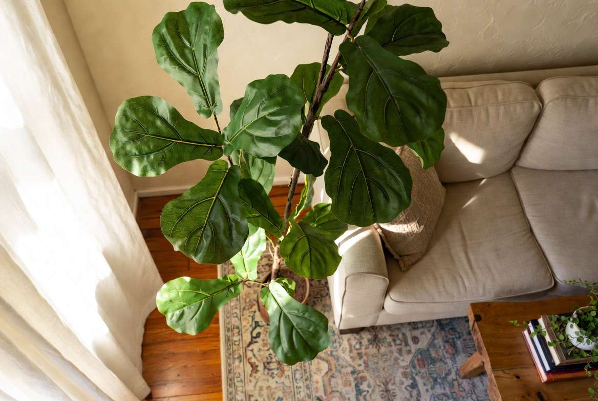 Expert styling ideas for faux fiddle leaf fig tree in a modern living room