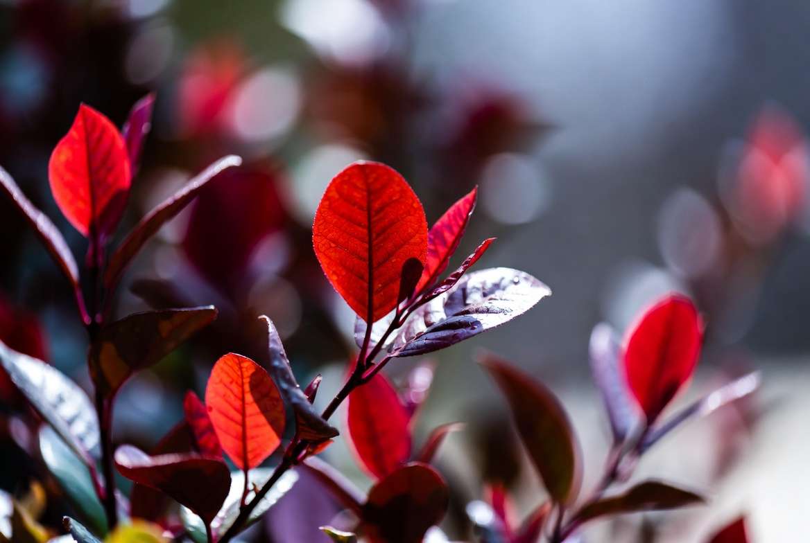Healthy vibrant red leaves plant showcasing expert care results
