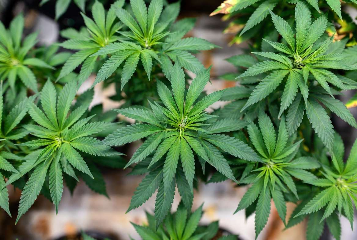 Professional cannabis grow with evenly trained topped plants for maximum yield