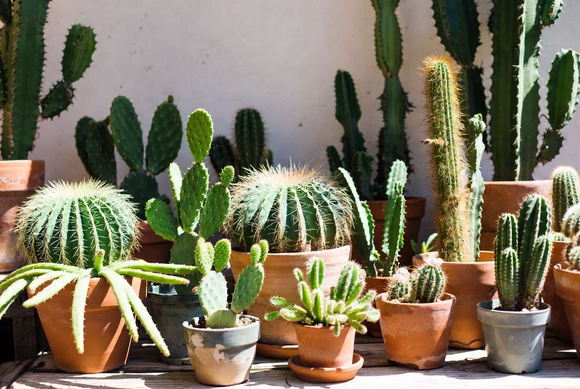 Different types of cactus varieties suitable for repotting