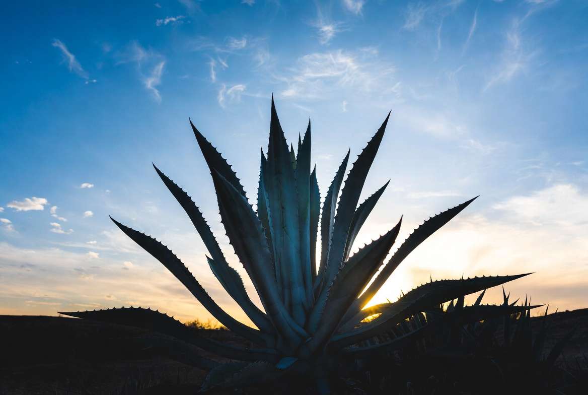 Mature blue agave plant in beautiful sunset light